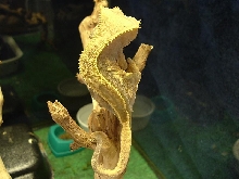 Pinstripe Female 1