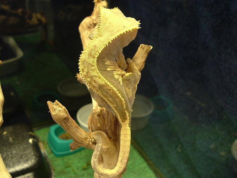 Pinstripe Female 1
