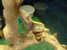 Pinstripe Female