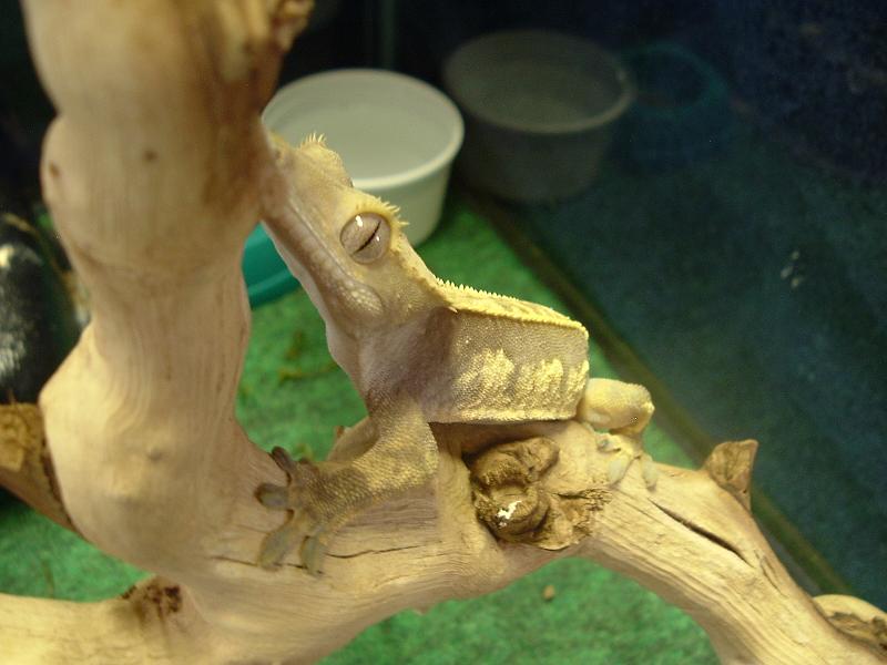 Pinstripe Female