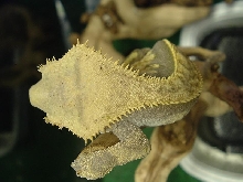 Pinstripe Female