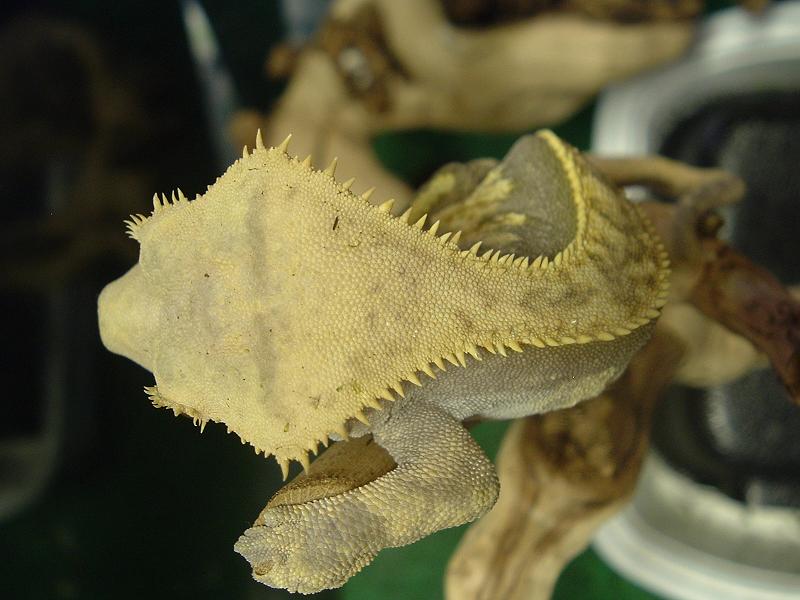 Pinstripe Female