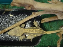 Pinstripe Female