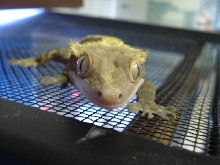 Tail-less Female Head On
