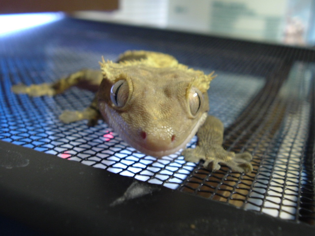 Tail-less Female Head On