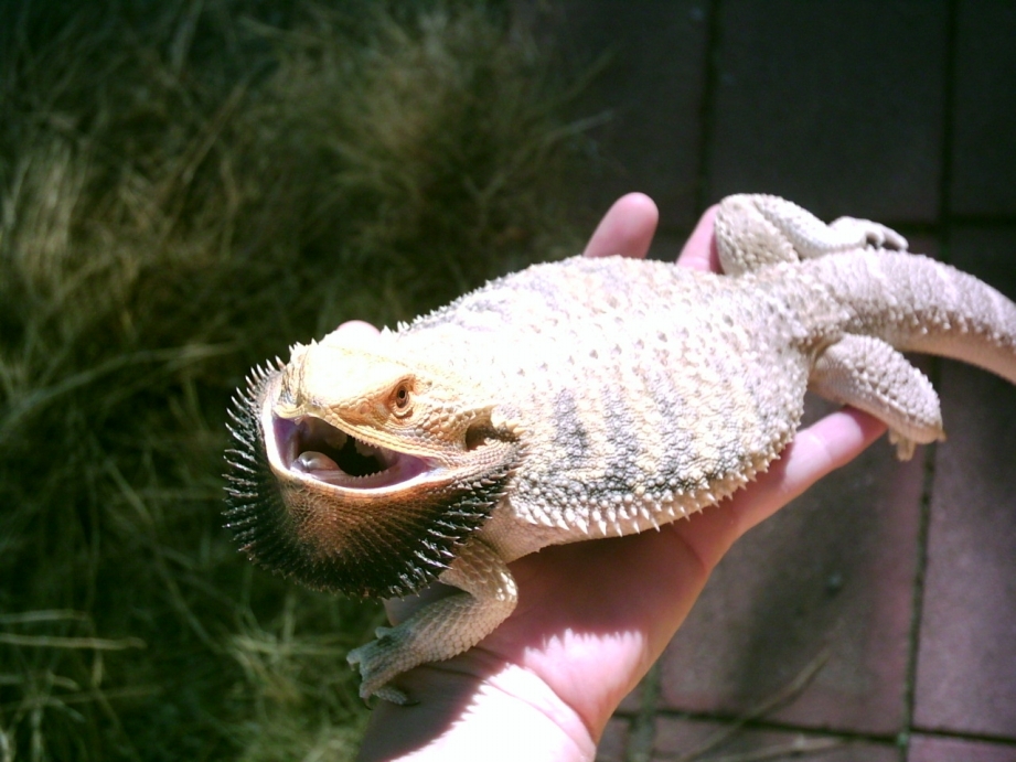My beardie after a pigeon flyby