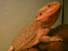My beardie at 10 mos