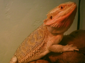 My beardie at 10 mos