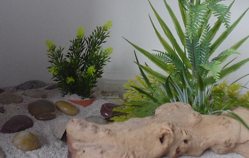 Another Pic of my Viv