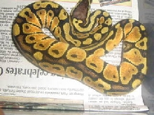 ball Pythons
