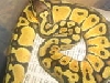 pastel female