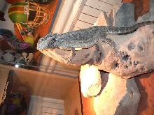 My beardie Chico