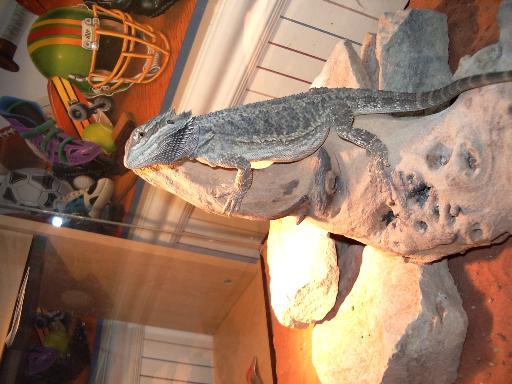 My beardie Chico