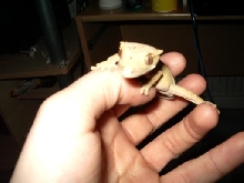 My crested gecko