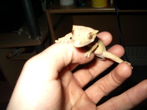 My crested gecko
