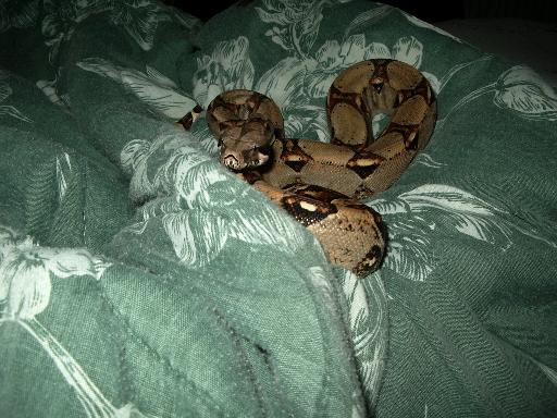 My boa