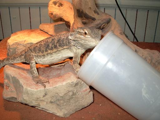 Chico eating