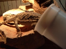Chico eating