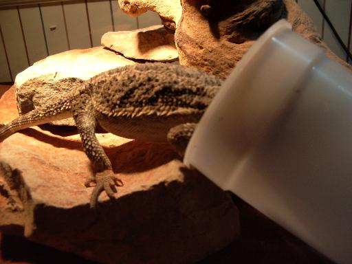 Chico eating
