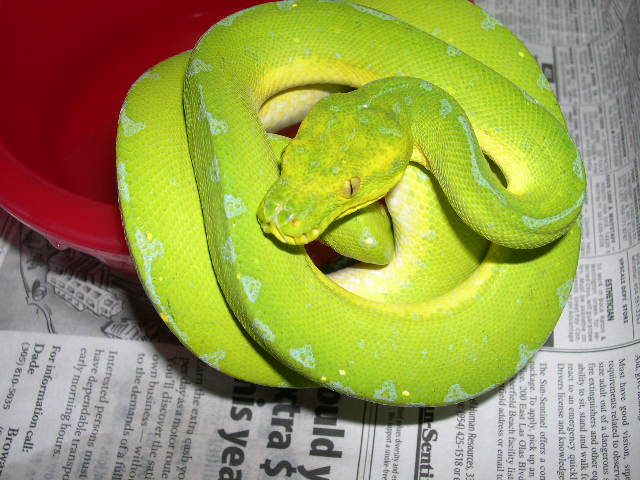 Green canary