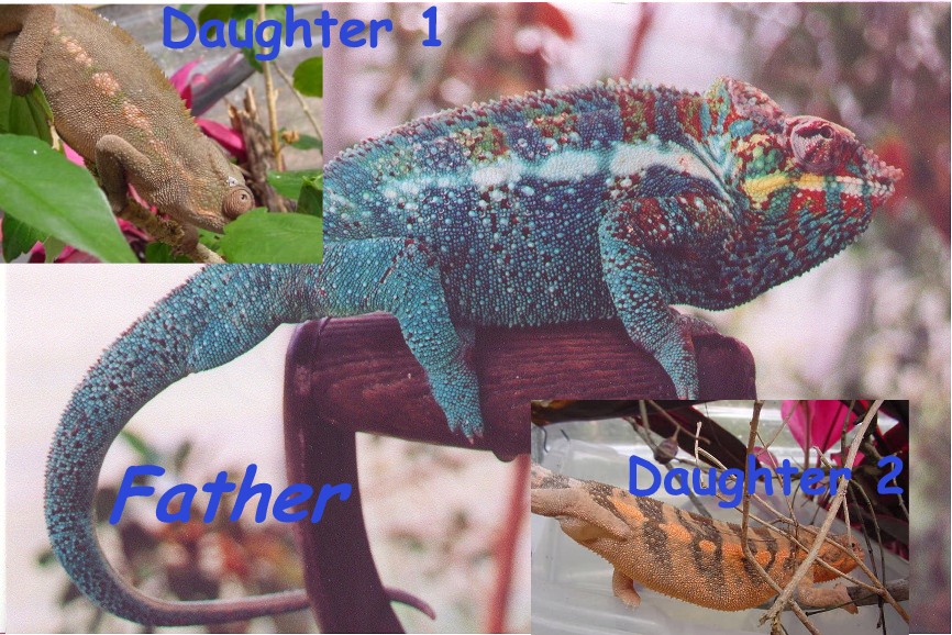lkdaught