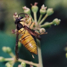 Vespa bicolor