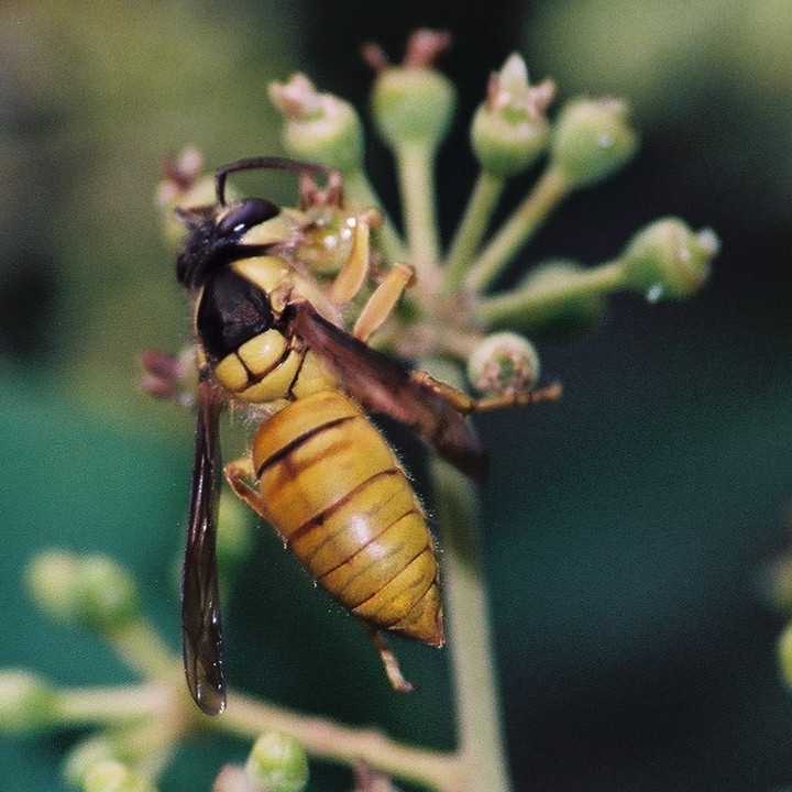 Vespa bicolor
