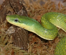 Elaphe prasina Close Up