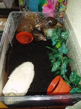 snails..
