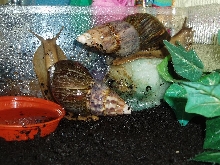 snails...