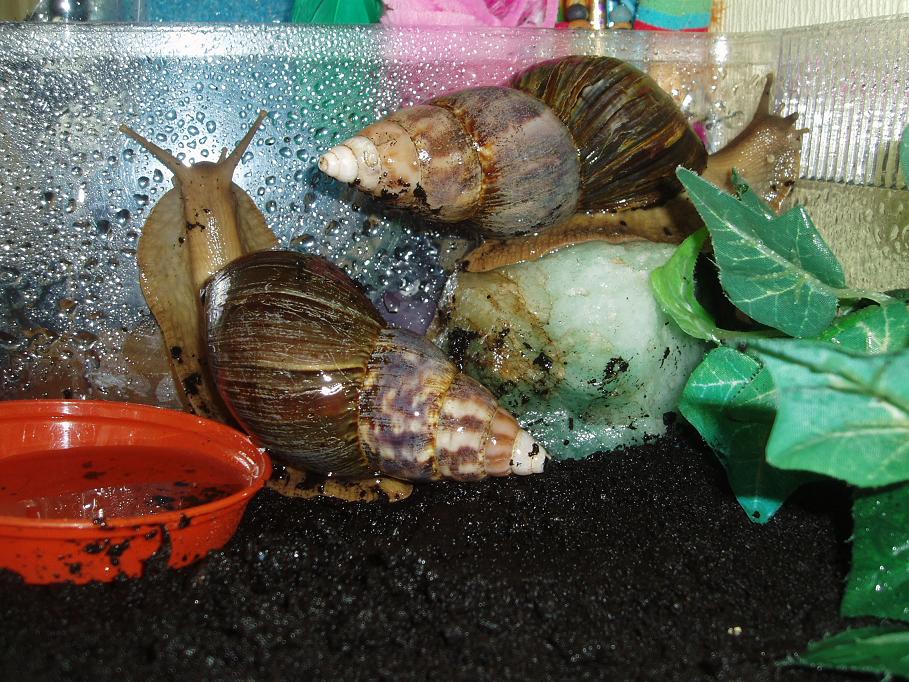 snails...