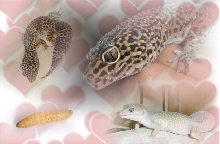 leos love waxworms :)