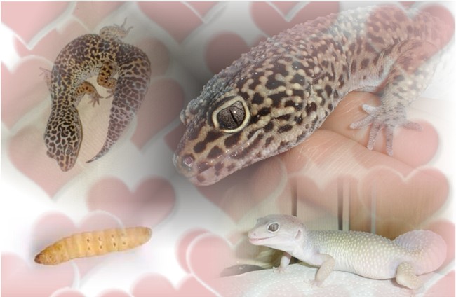 leos love waxworms :)