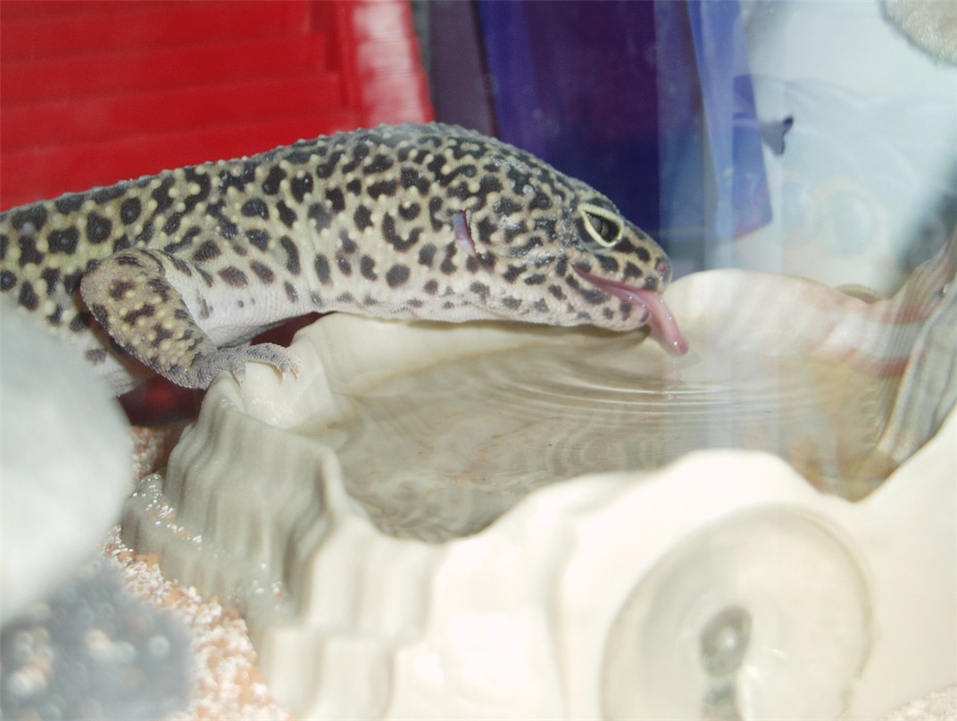 orion drinking