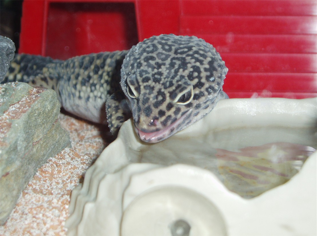 orion tongue