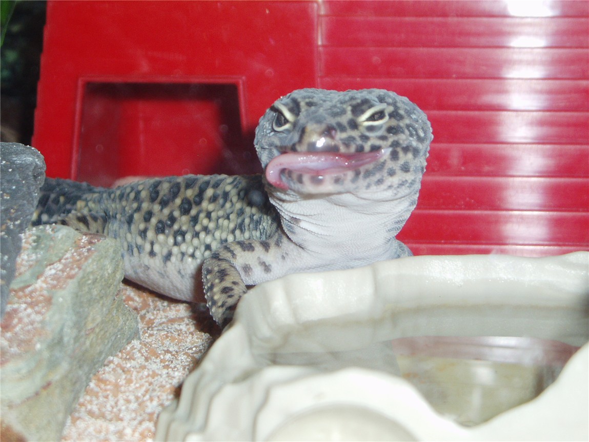funny tongue