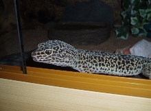orion viv