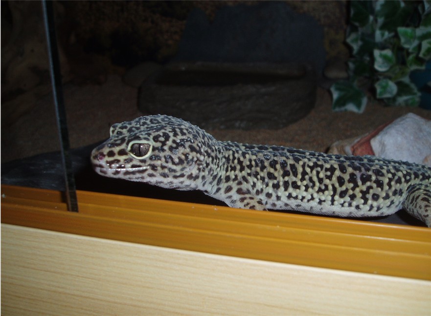 orion viv