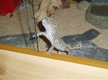 orion viv 2
