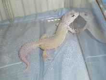 jestas twin