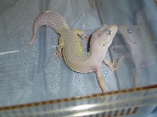 jestas twin 2