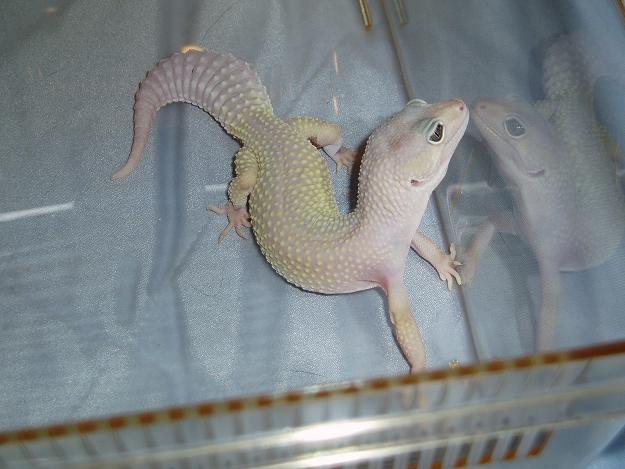 jestas twin 2