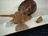 snails 2