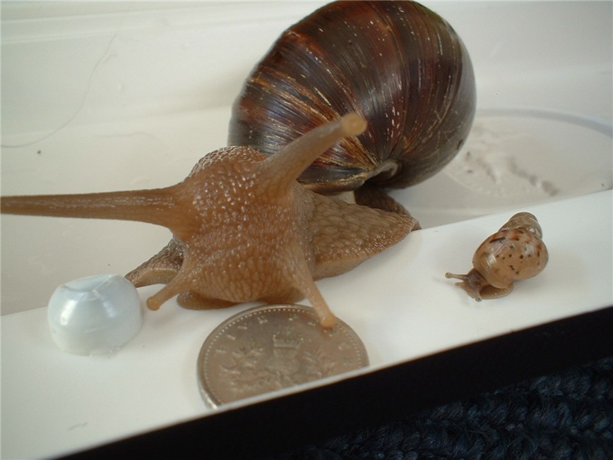 snails 2