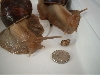 snails