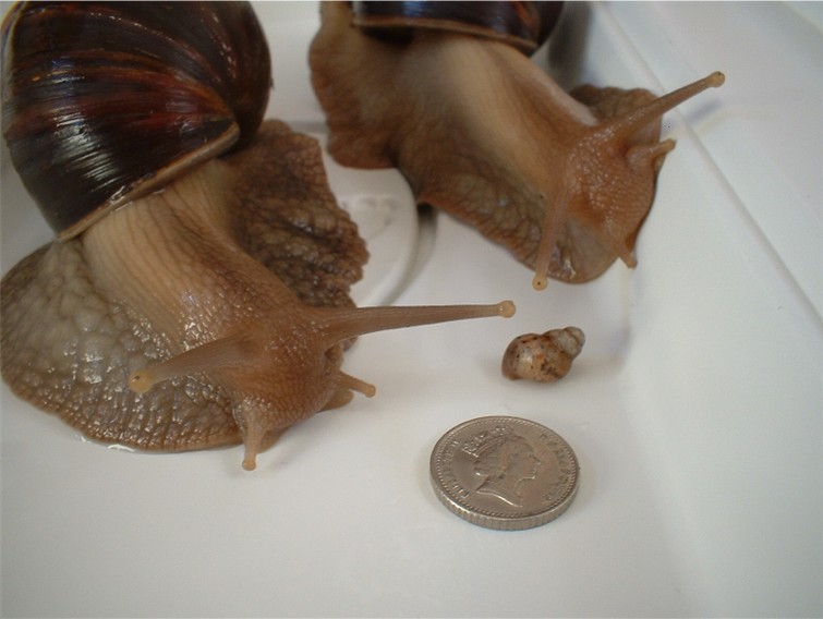 snails
