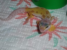 Hatchling 1
