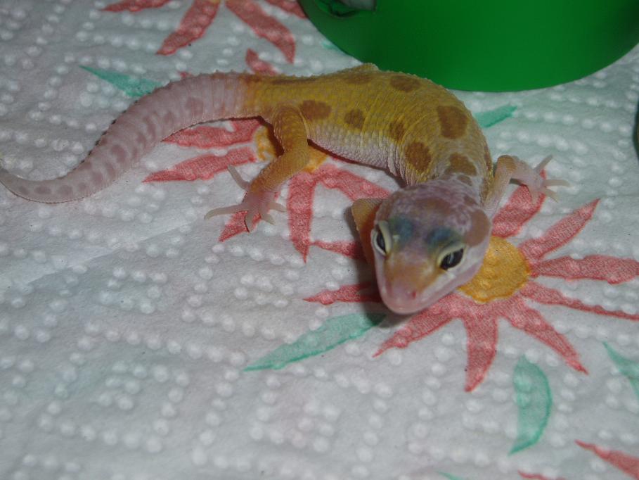 Hatchling 1