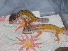 Hatchlings