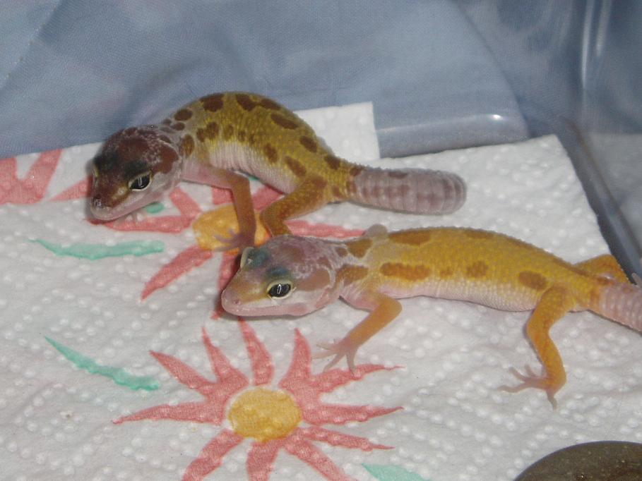 Hatchlings